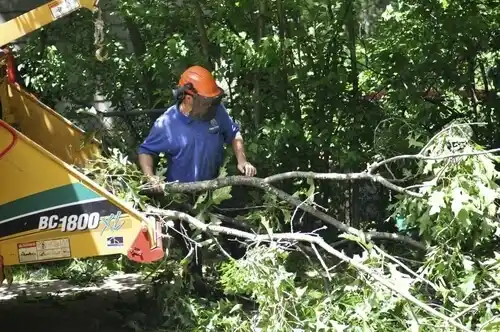 tree services Cole Camp